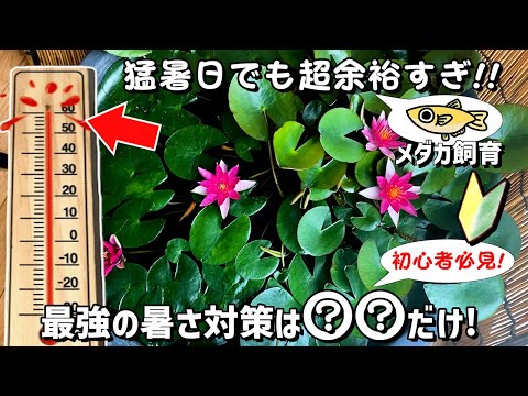 Outdoor breeding of medaka] There is only one important thing to