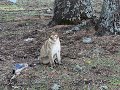 Premire semaine au maroc  maya voit des singes