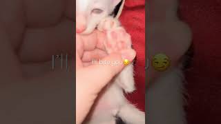 Cat’s cute feet 🥺😰 #shorts #cat #viralvideo #funnycat #viral