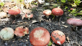 Foraging in the forest, found fresh red-cap mushrooms—enough for a curry! Foraging in the forest, found fresh red-cap mushrooms—enough for a curry!