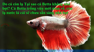Tại sao cá betta không nhả bọt? Cách kích thích để cá nhả nhiều bọt