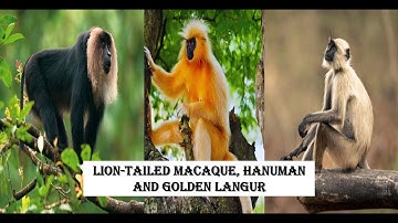 🎬🌿India’s Incredible Monkeys: Lion-Tailed Macaque, Hanuman Langur & Golden Langur🐒✨