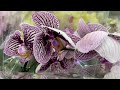 ДОЛГОЖДАННОЕ поступление ОРХИДЕИ фаленопсис в КАСТОРАМА дендробиум Берри Ода орхидея orchid