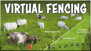 NoFence - Virtual Fencing System | Invisible Fence for Grazing Animals by Discover Agriculture 1,359 views 6 days ago 1 minute, 16 seconds