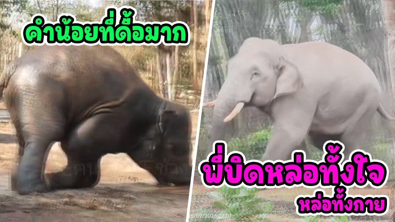 พี่พลายบิด วันนี้ใจนายหล่อมาก fc 