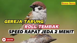 Masteran Gereja Tarung Tembakan Rapat Dan Jeda