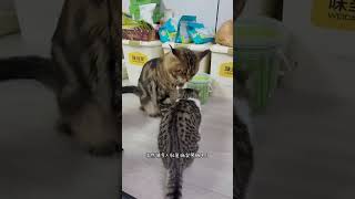 罗宾：对这种小猫咪就是偏爱～#vlog十亿流量扶持计划#缅因猫