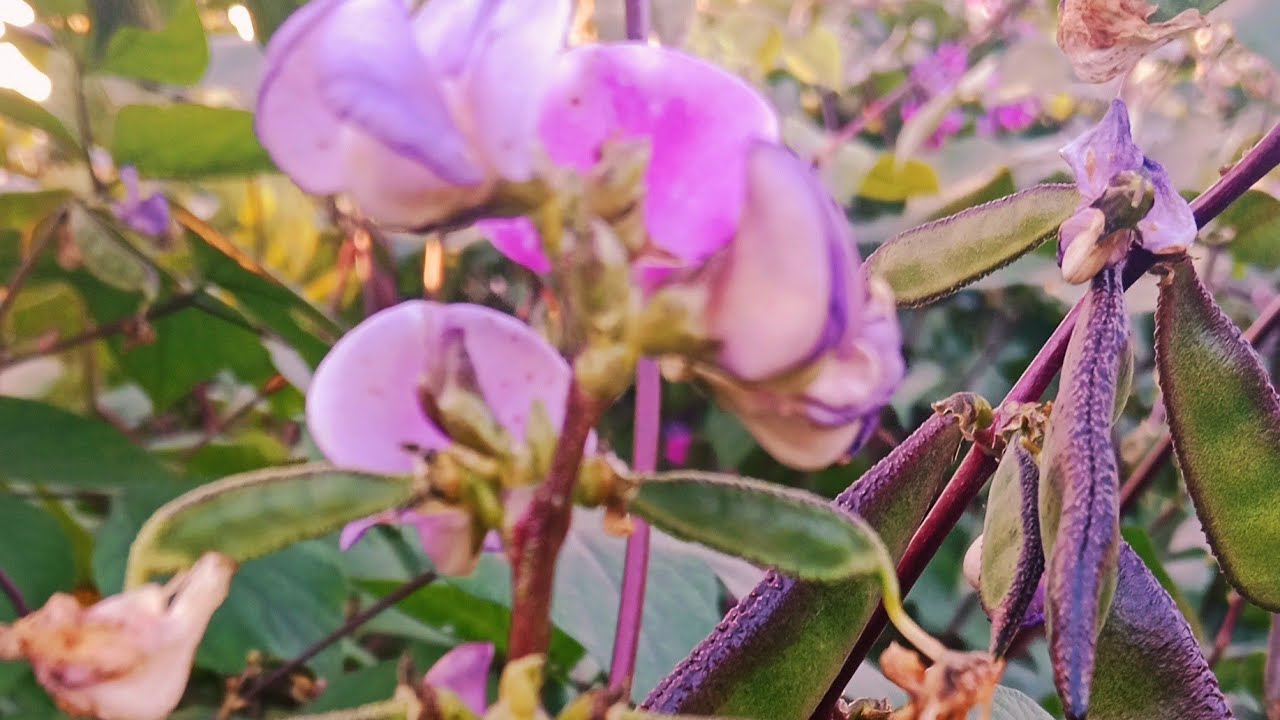 আসসালামু আলাইকুম।আমার লাইভে স্বাগতম ০৩/০১/২০২৫