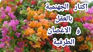 إكثار نبات الجهنمية بالعقل bougainvillea بطريقة سهلة و ناجحة