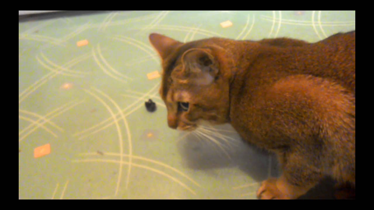 Cat is eating olives Кот ест оливки YouTube