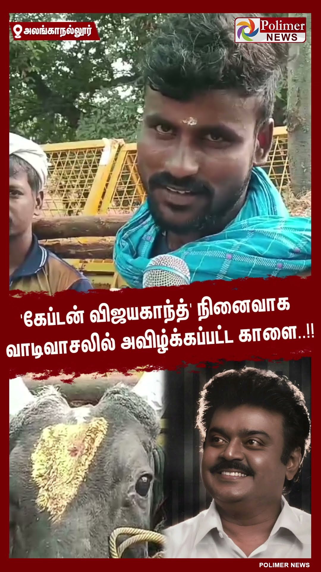 'கேப்டன் விஜயகாந்த்' நினைவாக வாடிவாசலில் அவிழ்க்கப்பட்ட காளை..!! #shorts | #alanganallurjallikattu