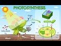 What Is Photosynthesis 