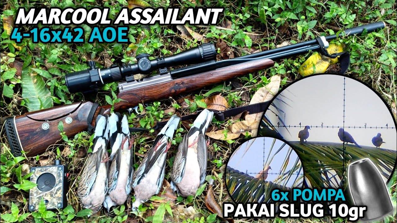 SPOT MELIMPAH‼️ BERBURU DEKAT RUMAH