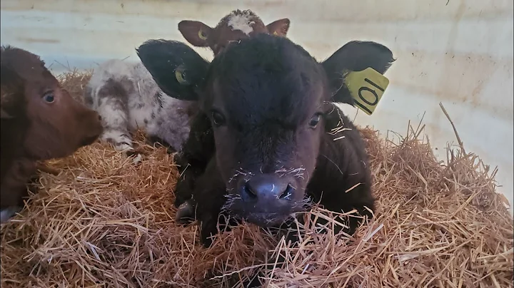 Calving- Lots of Calves