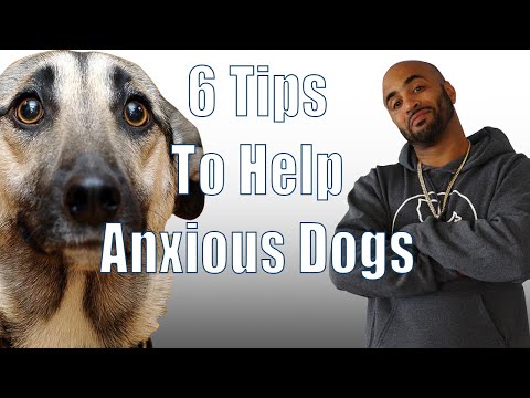Video: 6 Tips Untuk Perkhemahan Dengan Anjing Anda