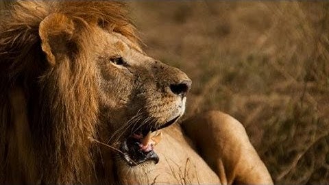 Africa - Into The Wild - VenTribe | DEVINSUPERTRAMP