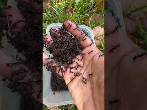 Bullet ants sting