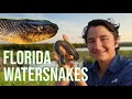 The water snakes of florida everything you need to know