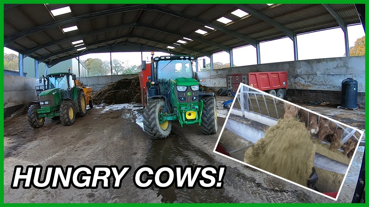6155R IS ON THE DIET FEEDER! THE COWS ARE HUNGRY! YouTube