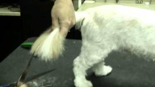 ShihTzu: Trimming the Tail