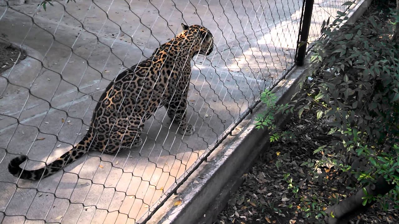 Jaguar jumps at kids - YouTube