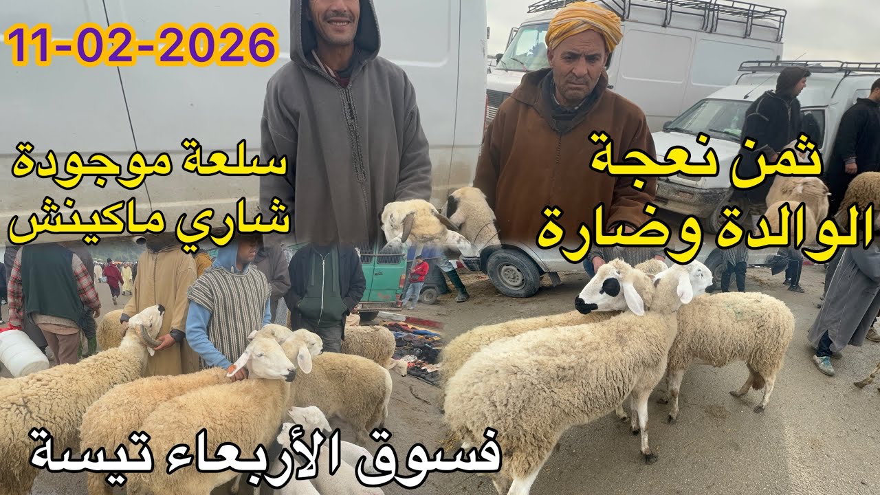 أثمنة نعجة الوالدة وضارة سلعة موجودة شاري ماكينش فسوق أربعاء تيسة 11/02/2026