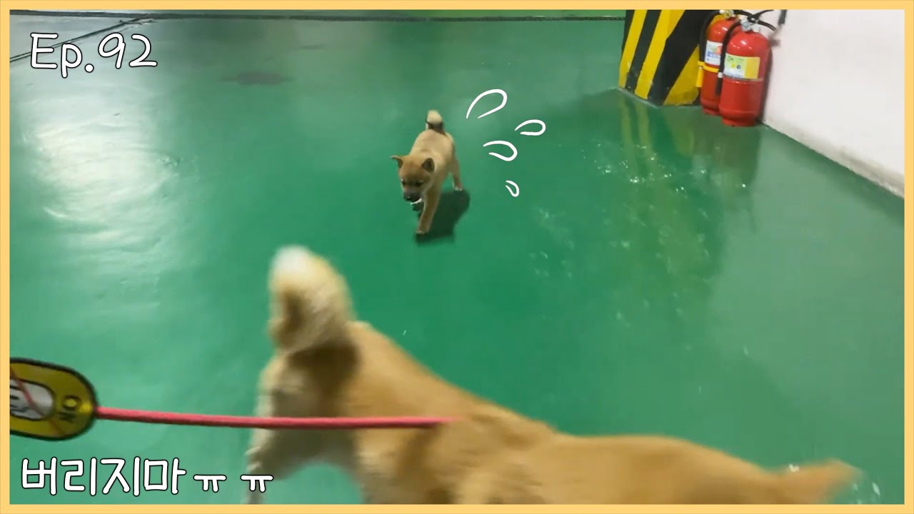 죽을 힘으로 따라오는 아기 강아지... [Ep.92] - Youtube