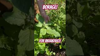 BORAGE - EAT it While Your Other Plants Are SMALL To Give Them Space! Then Let It Get BIG!