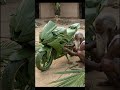 Amazing Coconut leaf Bike craft 🌿 #shorts #handcrafted #leafart #coconutleaf