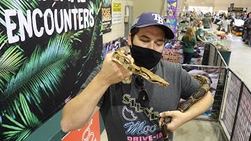 REPTICON TAMPA 2021 - America’s Finest Exotic Animal & Reptile Expo PREVIEW - My SNAKE Encounter!