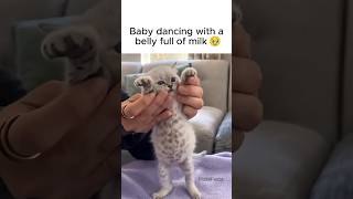 Kitten Dancing with Full Belly Kitten Dancing with Full Belly