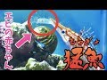 エビの赤ん坊がパクパクされる。I threw a lot of baby shrimp into the aquarium