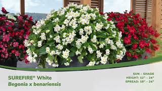 Surefire White and Surefire Cherry Cordial Begonias