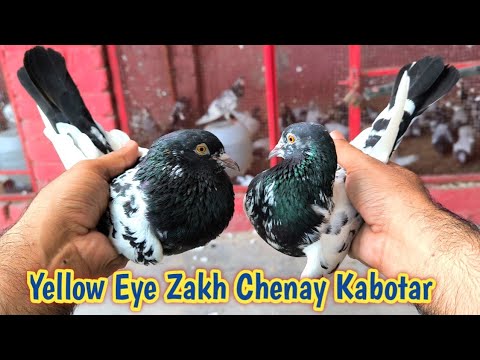 Zakh Chenay Yellow Eye Kabootar | Hashim Mahmood Pigeons 