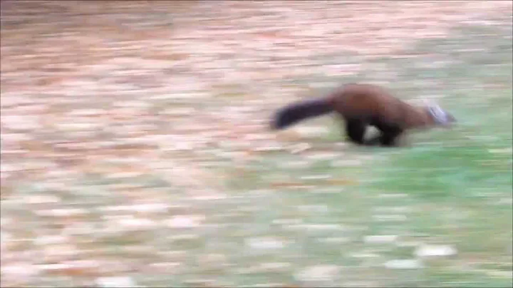 Martin's Old Off Grid Log Cabin #12B The Hare Lives!!