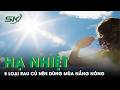 Gợi ý 5 loại rau củ giúp 'hạ nhiệt' mùa nắng nóng | SKĐS