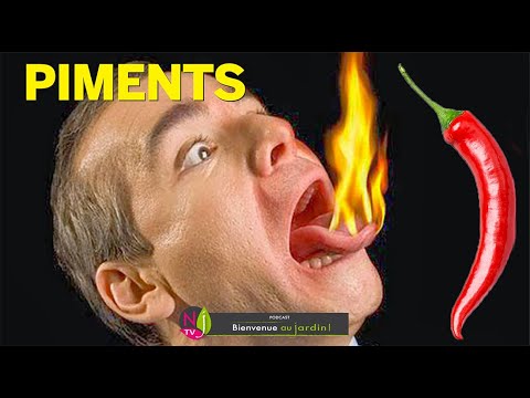 Vidéo: Hot Pepper Harvest - Informations sur la récolte et le stockage des piments forts