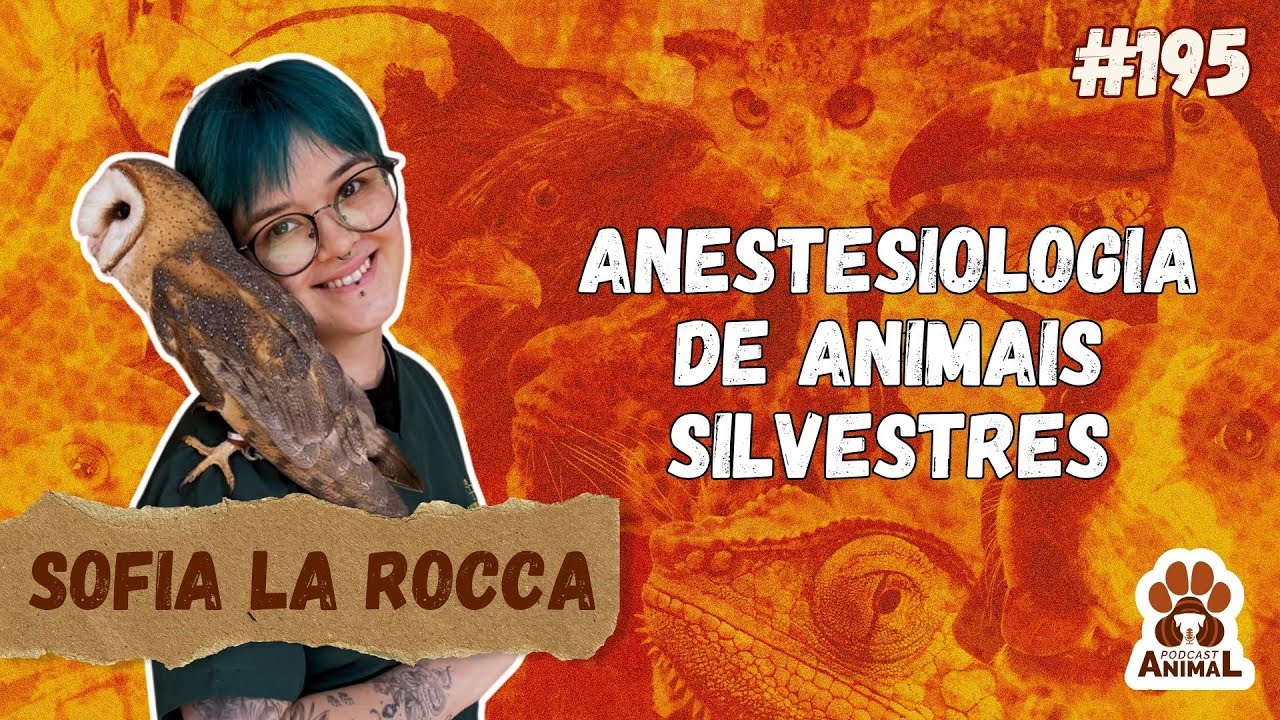 Anestesiologia de animais silvestres com Sofia La Rocca - Podcast ...