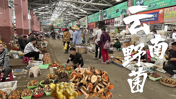 Catch the wild mushroom market in Yunnan 赶云南野生菌大集市，云南人贵也要吃菌子，干巴菌2000元一公斤 - 天天要闻