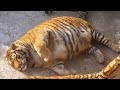 Тигрица не могла разродиться, но то что сделал этот ветеринар просто немыслимо