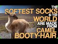 The Softest Socks In The World Are Made From Camel Booty-Hair (Crazy Expensive Items We&#39;d Buy)