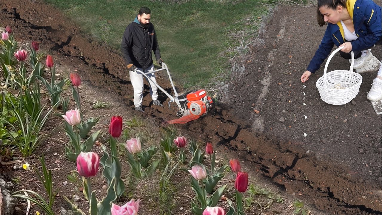 ПЪРВИ НАСАЖДЕНИЯ ЗА 2022