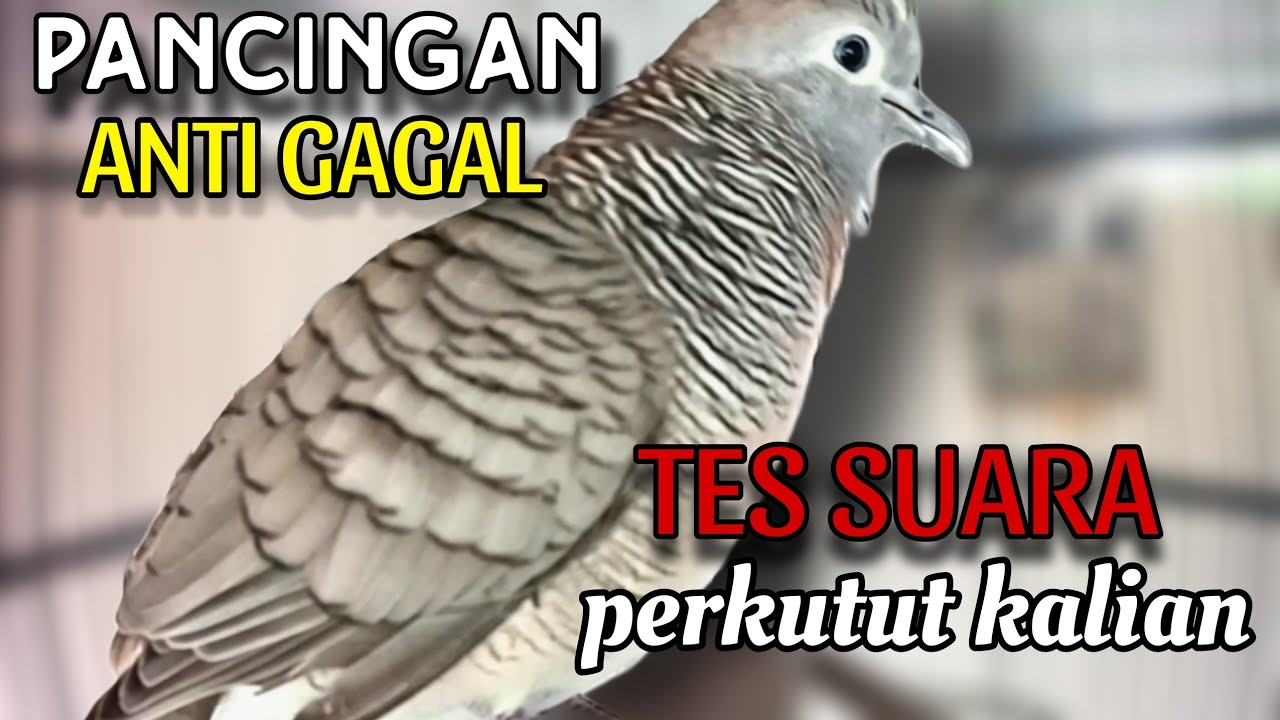 Perkutut lokal gacor pancingan anti gagal 