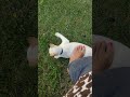 Baby Cat wants to play again! 😺