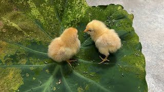 I taught two chicks to eat bugs. It was fun.