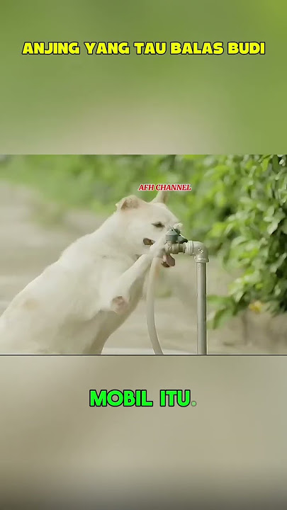 ANJING YANG TAU BALAS BUDI #anjing #film #seriel #china #mandarin #thailand #fyp
