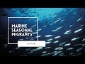 Marine Migrations Quiz