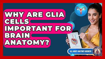 Why Are Glia Cells Important For Brain Anatomy? - All About Anatomy Answers