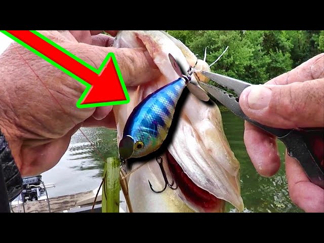 This Topwater Lure Catches TONS Of Fish!!! 