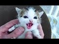 「猫かわいい」 すごくかわいい子猫 - 最も面白い猫の映画 #244